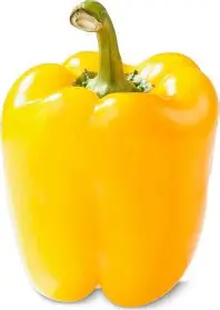 1778418517_yellow shimla.webp